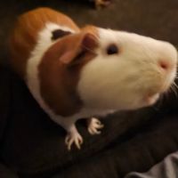 Attica Veterinary Associates ico