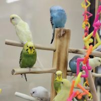 Petco ico