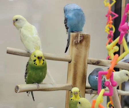 Petco