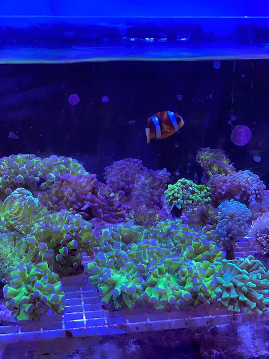 Easy Aqua Fish & Coral Picture 4