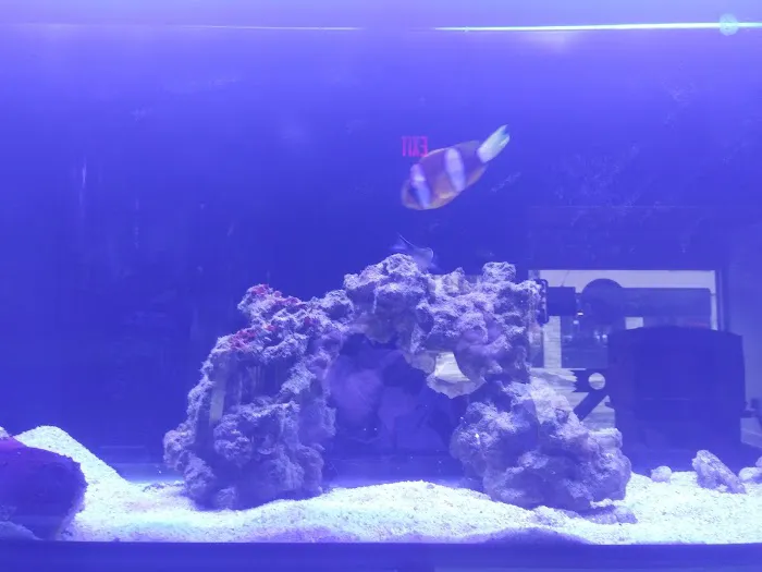 Easy Aqua Fish & Coral Picture 6