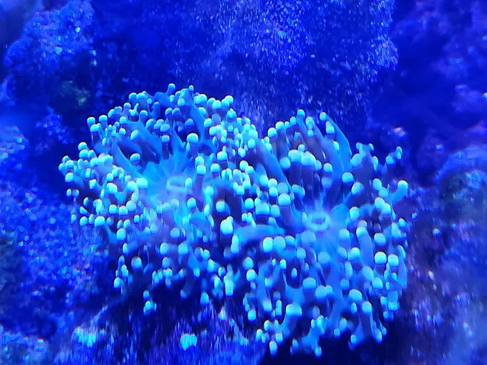 Easy Aqua Fish & Coral Picture 5