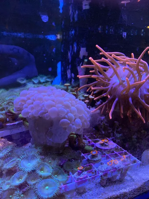 Easy Aqua Fish & Coral Picture 8