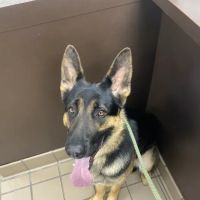 Yorkshire Veterinary Clinic ico