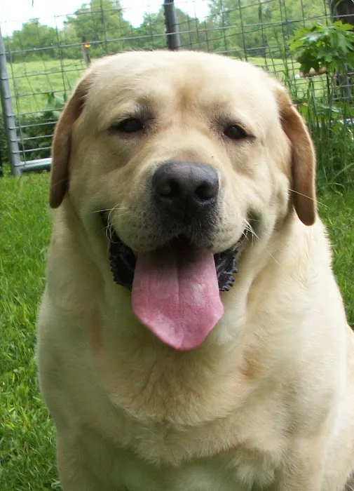 Yorkshire Veterinary Clinic Picture 3