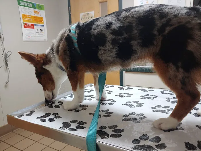 Yorkshire Veterinary Clinic Picture 7