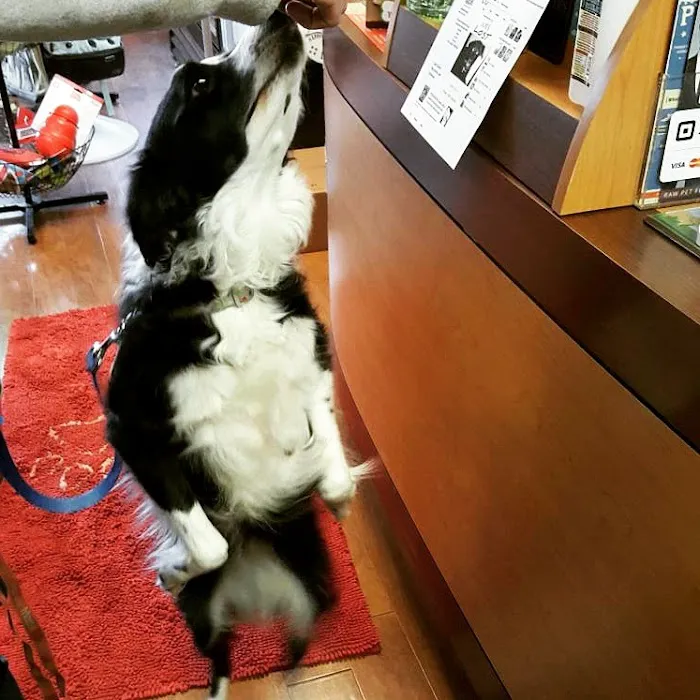 What's In The Bowl Pet Shop - - Pet Supplies - Pet Store - New Berlin Picture 3