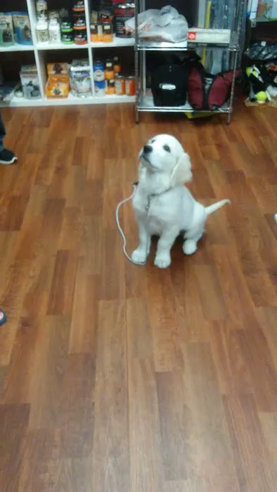 What's In The Bowl Pet Shop - - Pet Supplies - Pet Store - New Berlin Picture 4