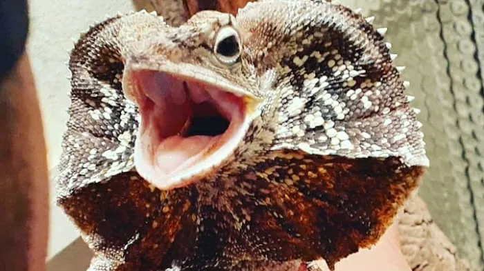 GRANDMASTER REPTILES LLC Picture 2