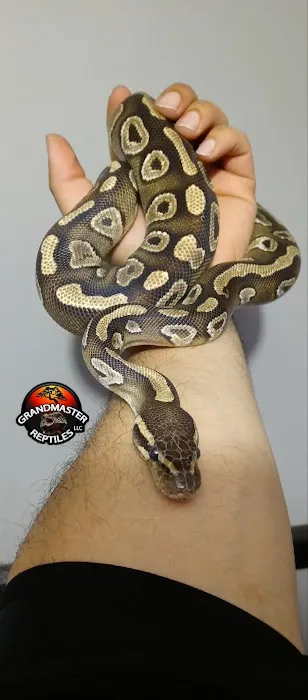 GRANDMASTER REPTILES LLC Picture 3