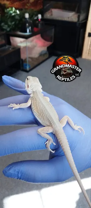 GRANDMASTER REPTILES LLC Picture 5