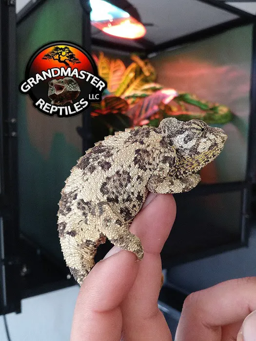 GRANDMASTER REPTILES LLC Picture 7