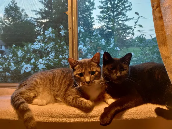 Enchanted Mountains Urgent Veterinary Care Picture 8