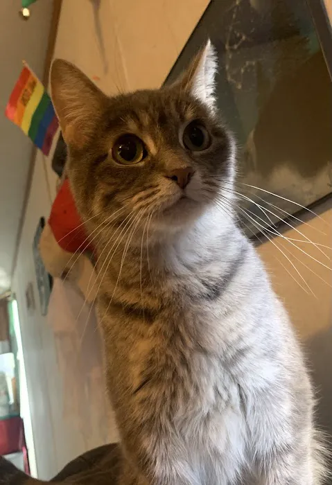 Enchanted Mountains Urgent Veterinary Care Picture 4