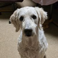 Enchanted Mountains Urgent Veterinary Care ico