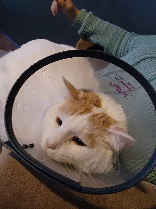 Enchanted Mountains Urgent Veterinary Care Picture 2