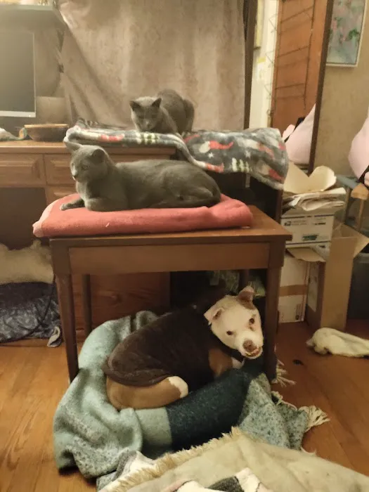 Enchanted Mountains Urgent Veterinary Care Picture 9