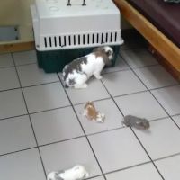 Milan Veterinary Clinic ico