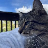 Endless Mountains Veterinary Center, PC ico