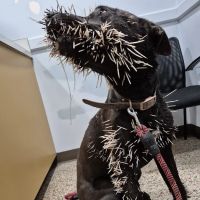 Athens Animal Hospital ico