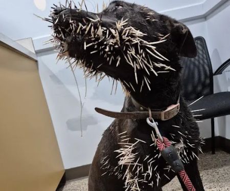 Athens Animal Hospital