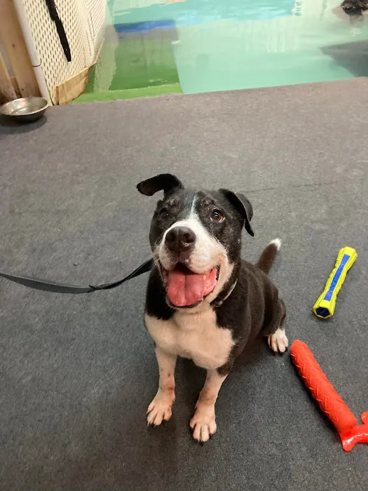 The Dog Dive, LLC Picture 1