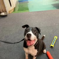 The Dog Dive, LLC ico