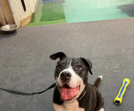 The Dog Dive, LLC