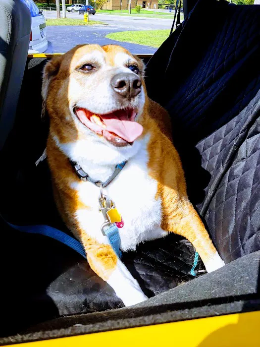 The Dog Dive, LLC Picture 5