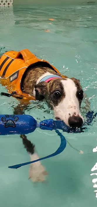 The Dog Dive, LLC Picture 3