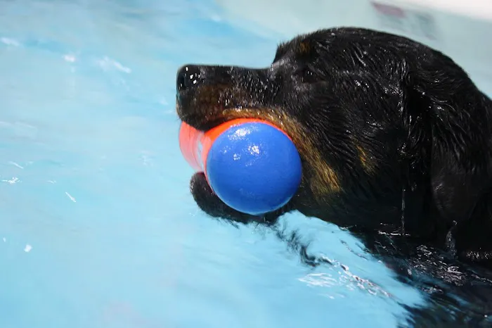 The Dog Dive, LLC Picture 10