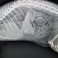 Endless Mountains Veterinary Center, PC ico