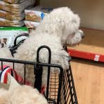 Petco