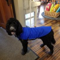 Bark On Mulford ico