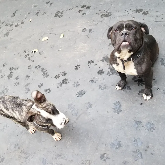 Vetco Vaccination Clinic Picture 4