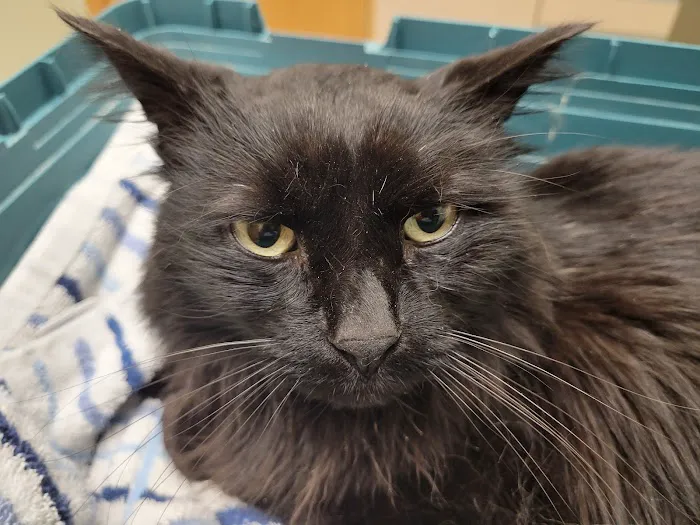Animal Urgent Care Picture 1
