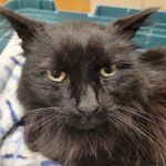 Animal Urgent Care