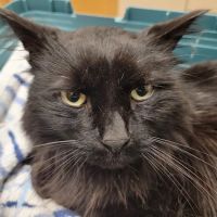 Animal Urgent Care ico