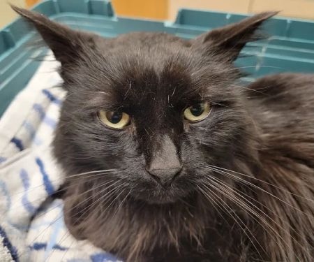 Animal Urgent Care