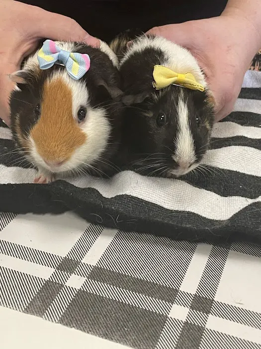 Norm's Piggy Pen Picture 5