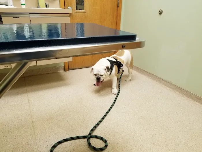 Pittsford Animal Hospital (of Pittsford) Picture 1