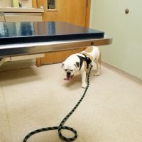 Pittsford Animal Hospital (of Pittsford) ico