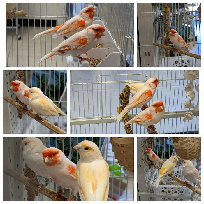House of Birds Picture 10