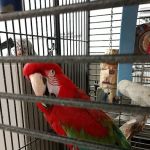 House of Birds