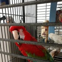 House of Birds ico