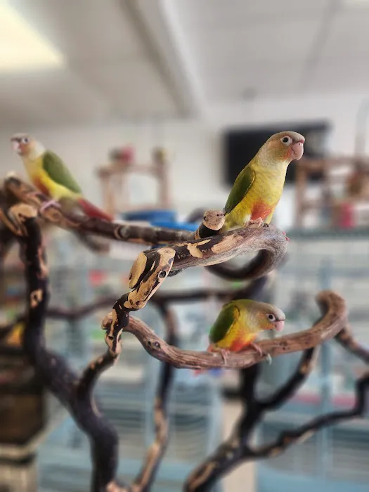 House of Birds Picture 4