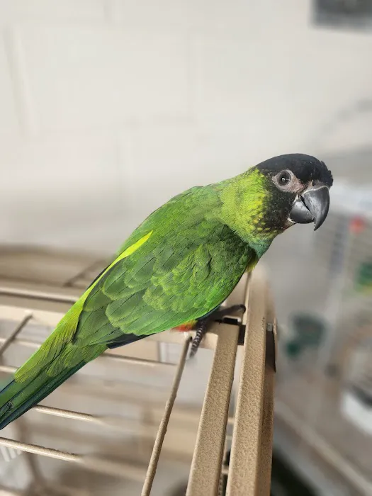 House of Birds Picture 8