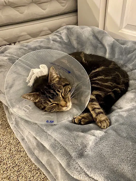 Suburban Animal Hospital Picture 1