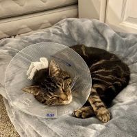 Suburban Animal Hospital ico