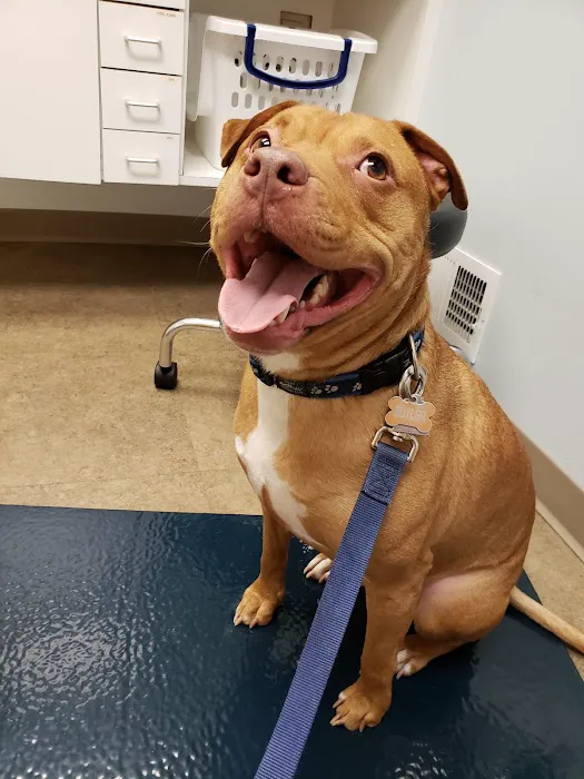 Suburban Animal Hospital Picture 8